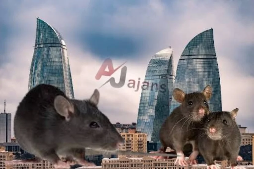 Azərbaycana çoxlu sayda SİÇAN-SİÇOVUL GƏTİRİLİR