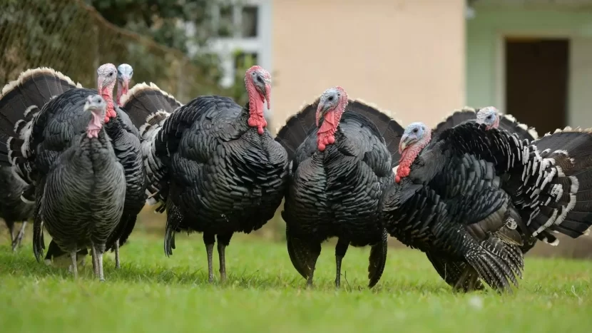 Ölkədə niyə hind toyuğu qıtlığı yaranıb? -