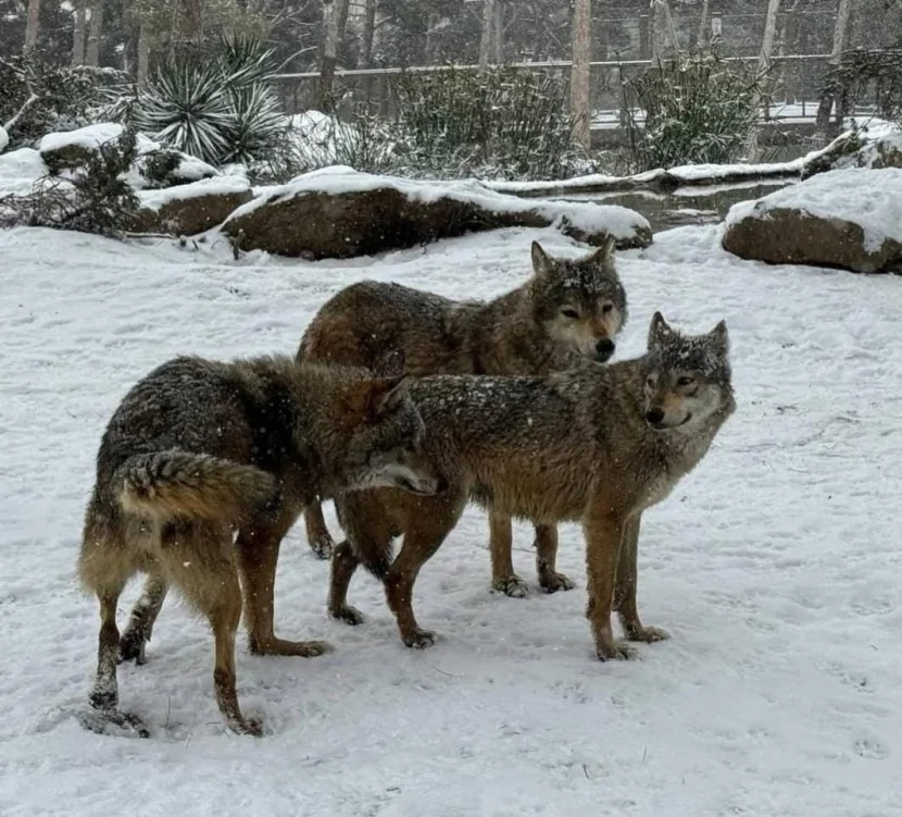 Bakı Zooloji Parkı qara büründü - FOTO