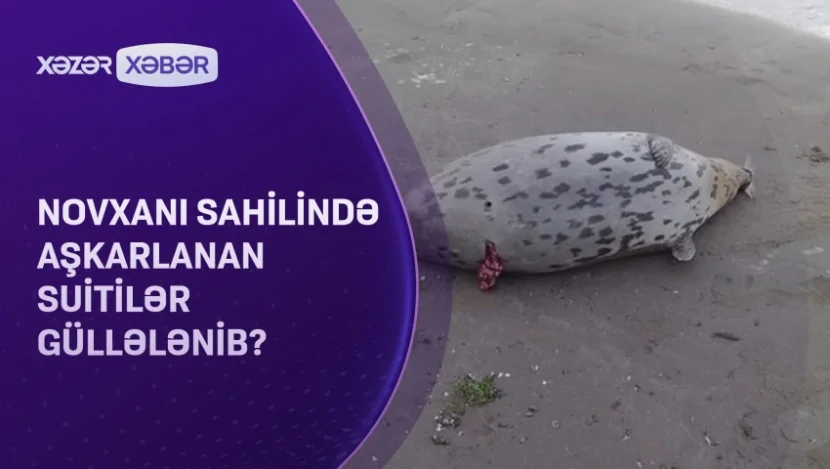 Novxanı sahilində aşkarlanan suitilər güllələnib?